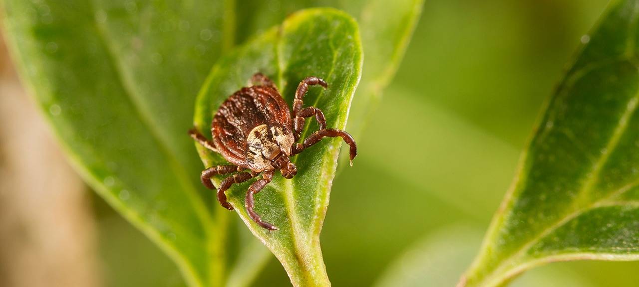 Solingen bleibt FSME-Risikogebiet