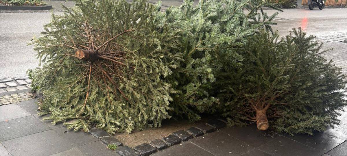 Weihnachtsbäume in Solingen müssen vor die Tür