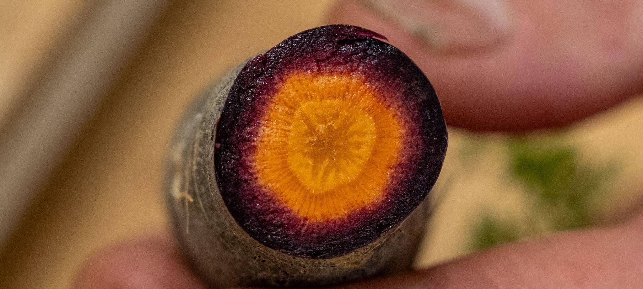 Eine aufgeschnittene schwarze Karotte