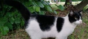 Wo ist die Katze Flöckchen?
