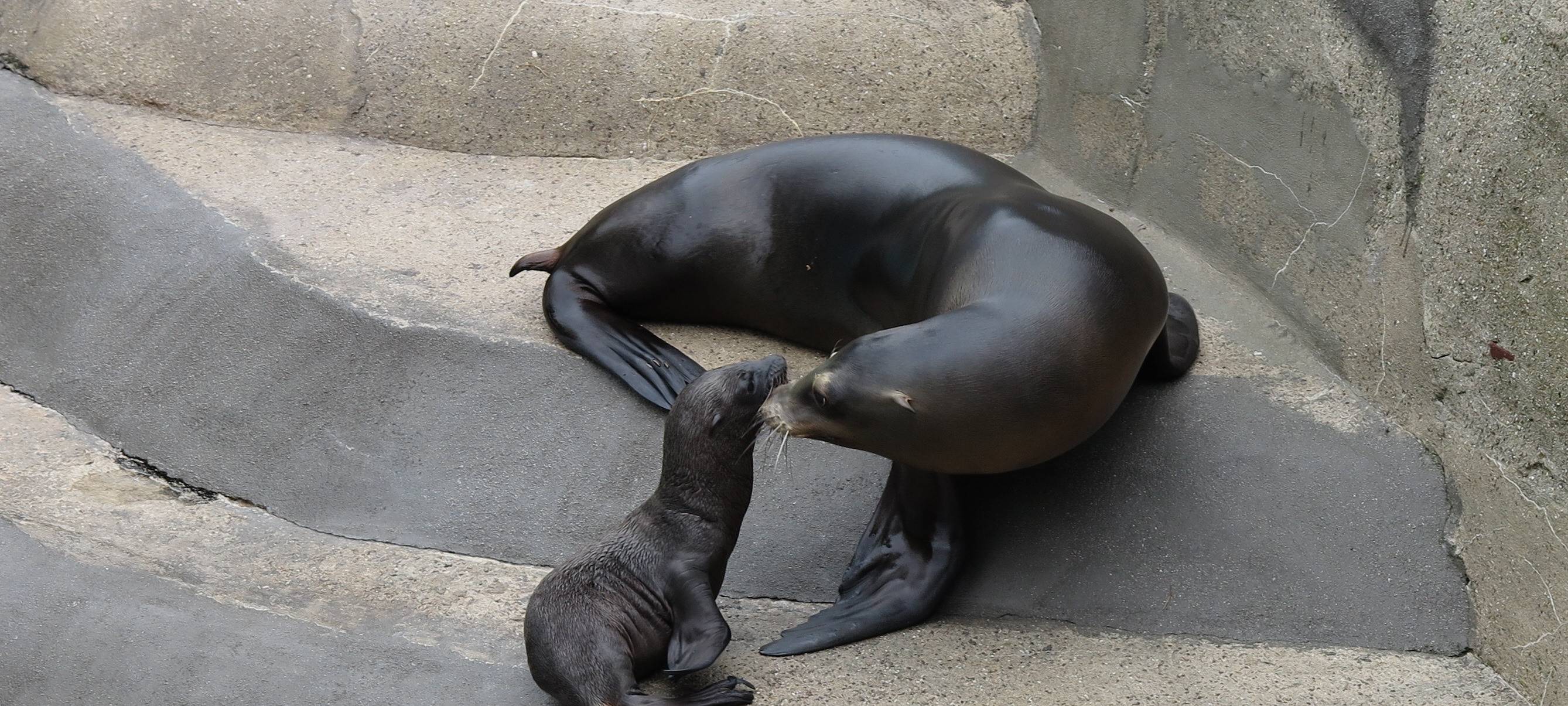 Seelöwen-Baby im Zoo geboren