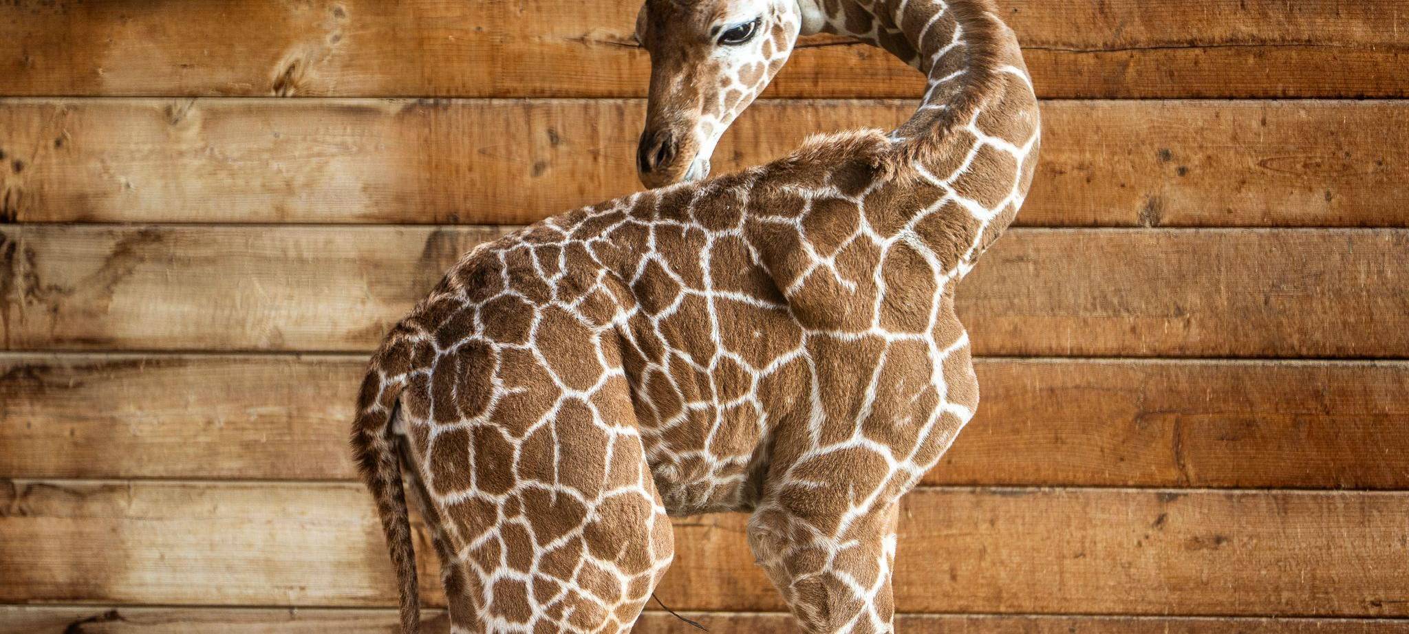 Griraffennachwuchs im Opel-Zoo