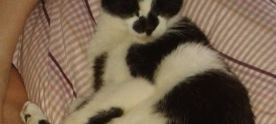 Wer hat Kater Bounty gesehen?