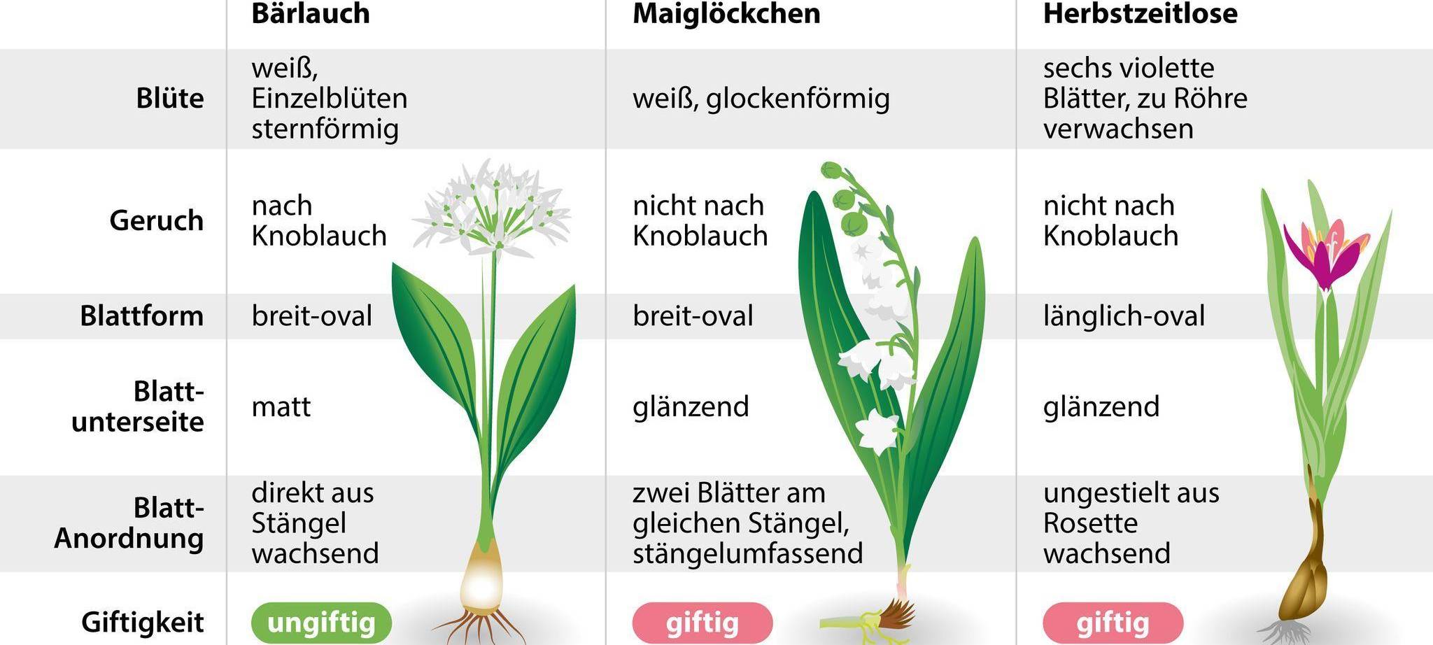 Bärlauch nicht mit Doppelgängern verwechseln