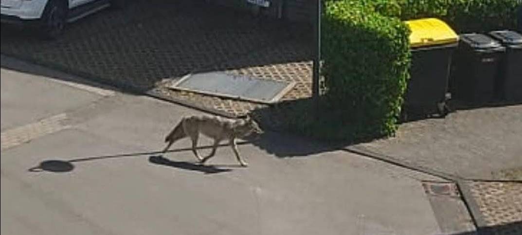 Wolf auf Durchreise in Solingen gesichtet