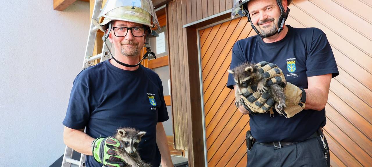 Solinger Feuerwehr rettet Waschbär-Babys am Katternberg
