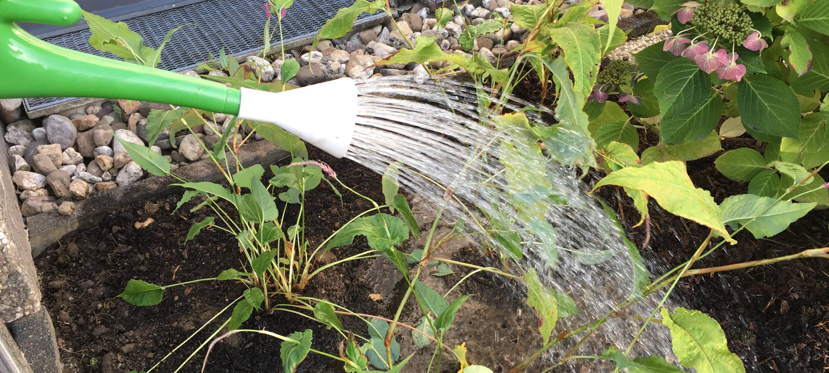 Hitzewelle - Pflanzen und Tiere brauchen Wasser