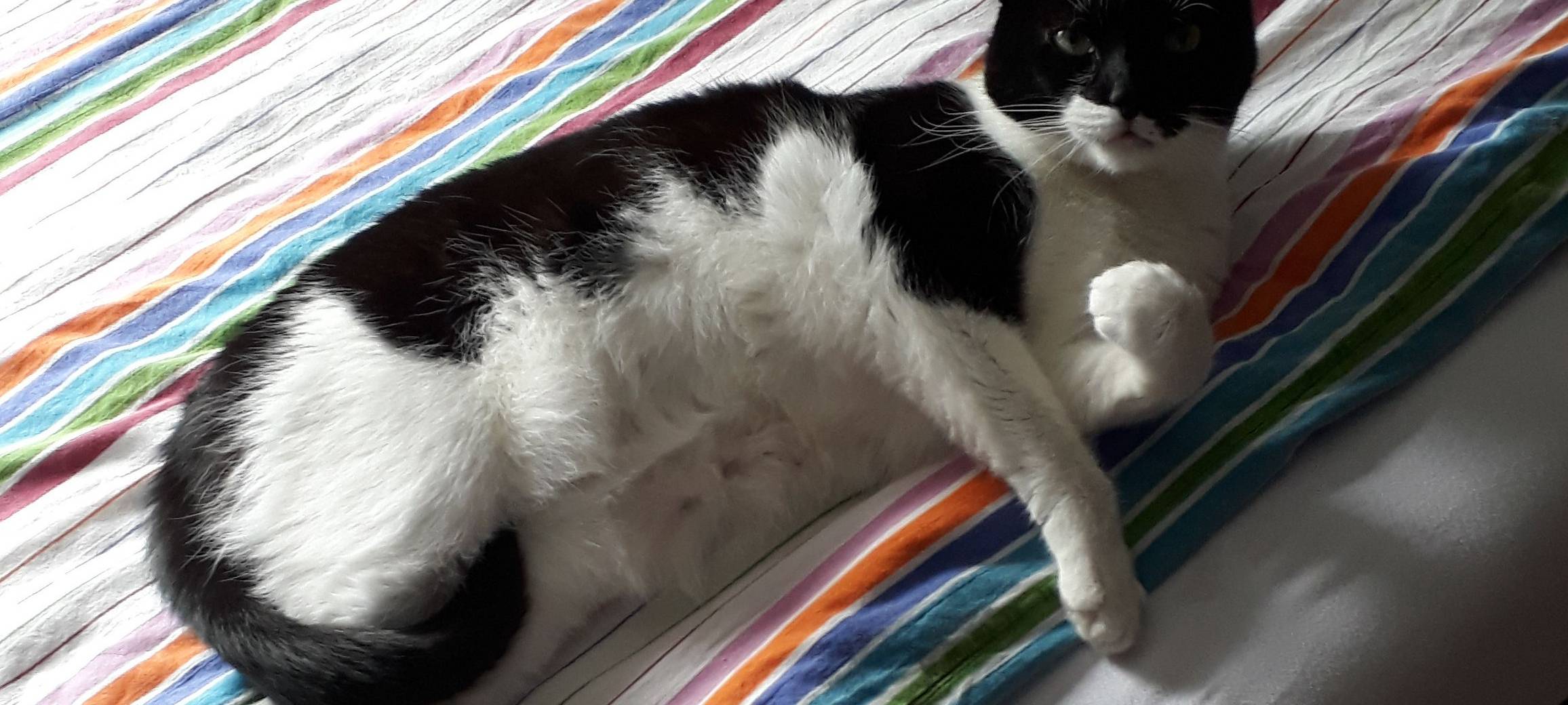 Kater Leo in Remscheid entlaufen