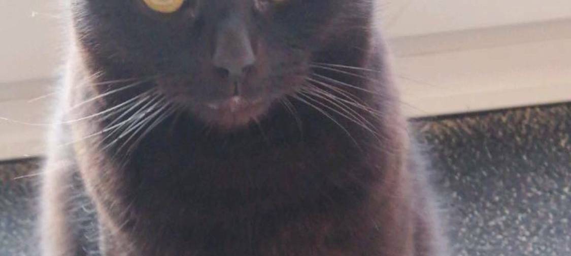 Kater Tammo in Remscheid Lüttringhausen gesucht
