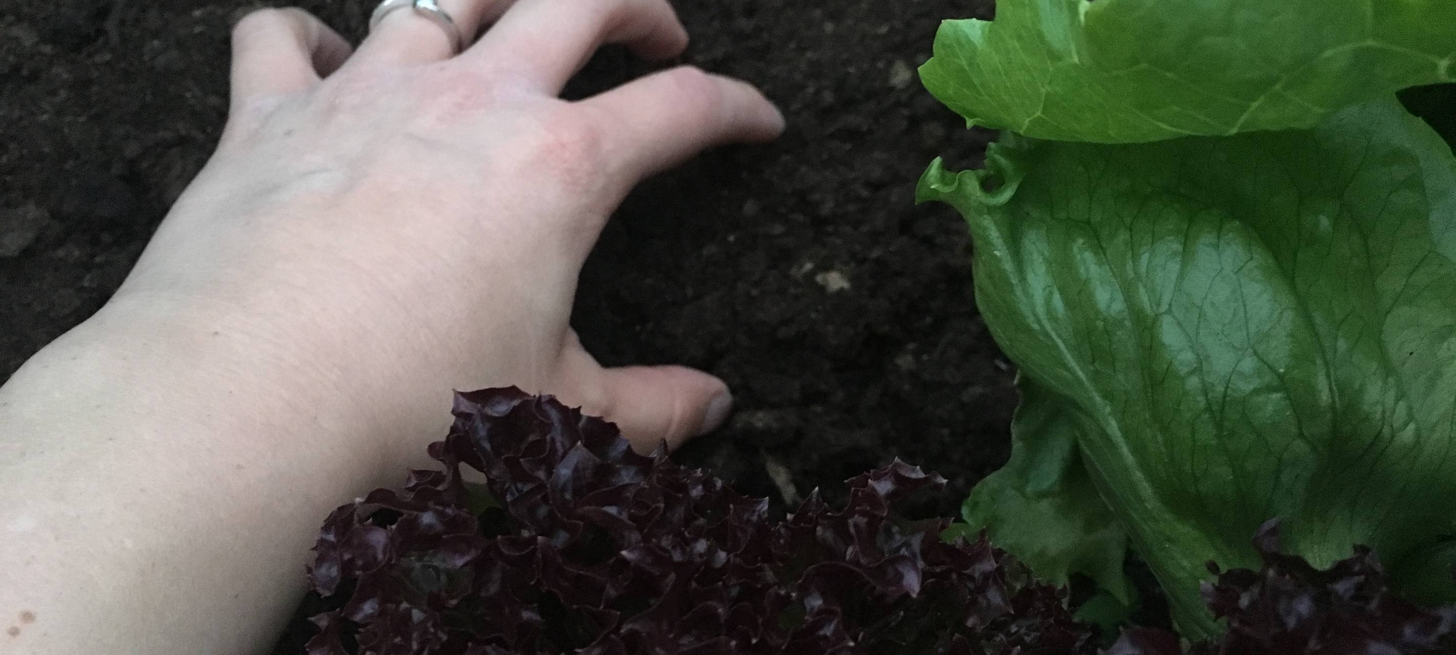 Hochbeet hacken & Blumenkästen ausputzen