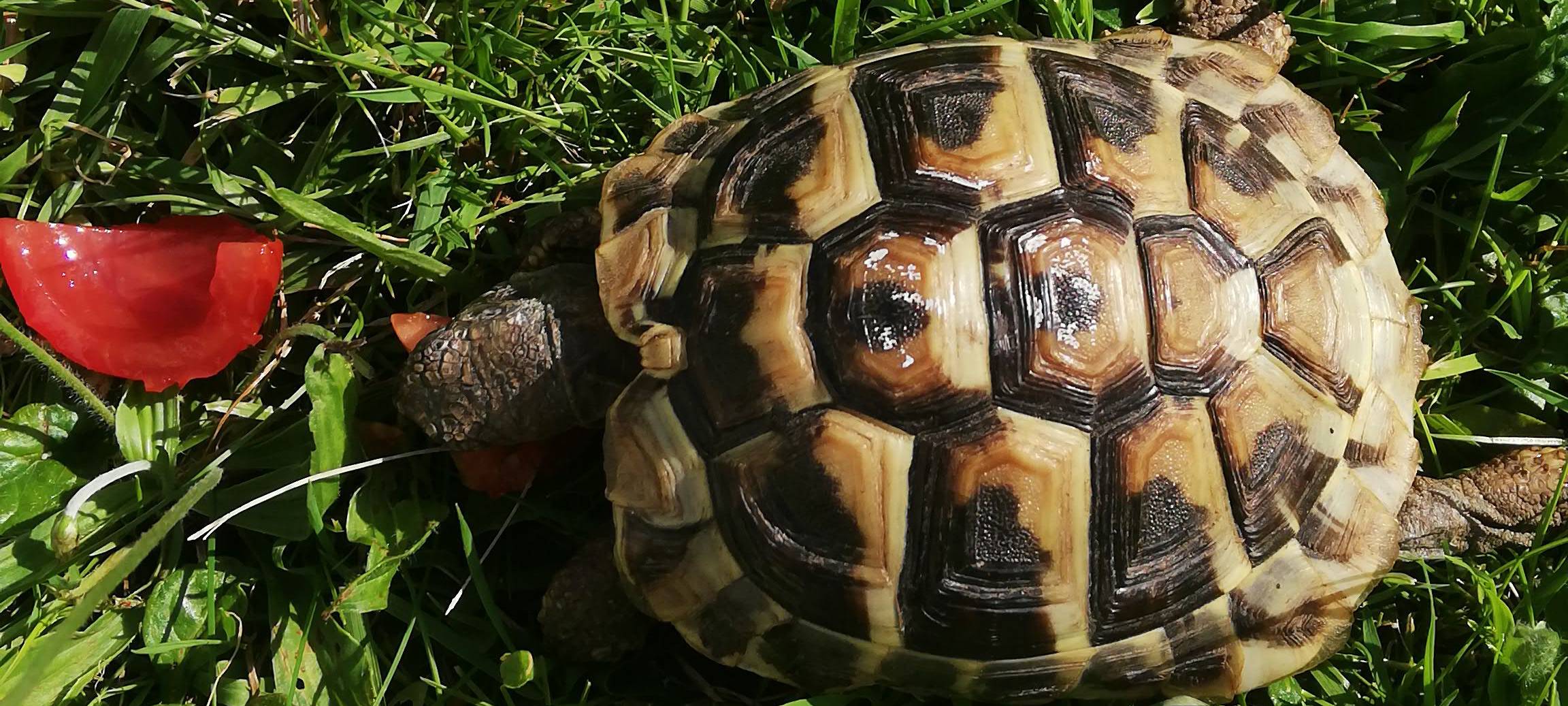 Schildkröte in Solingen (Stadtmitte) zugelaufen