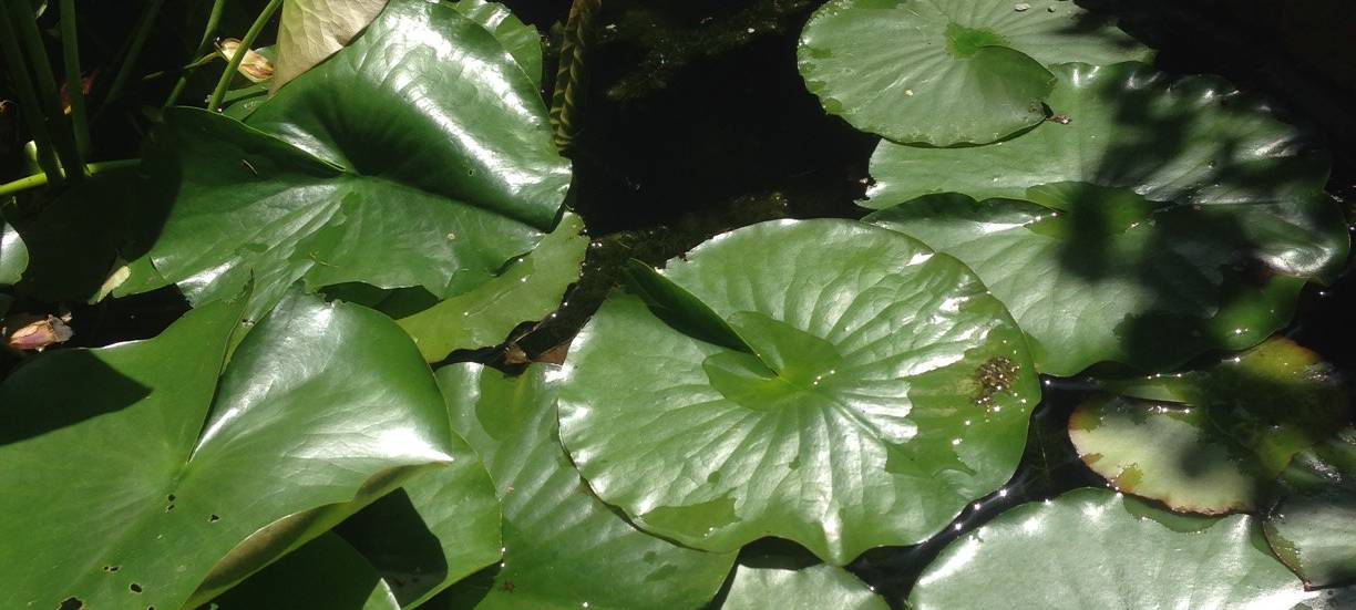 Nach Hitze: Wenig Wasser und viele Algen im Gartenteich