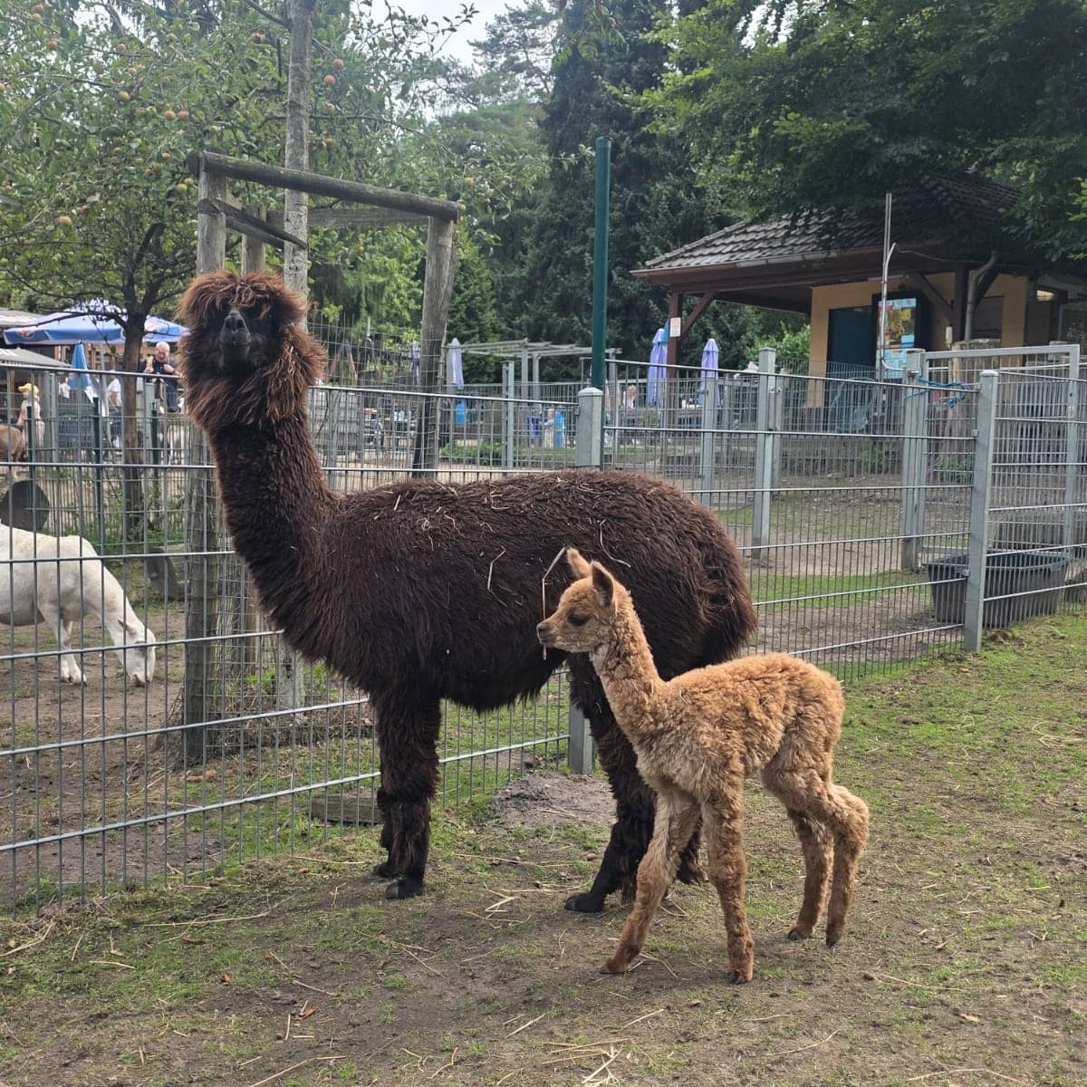 Gestatten, Lutz! Ein Alpaka-Baby im Tierpark