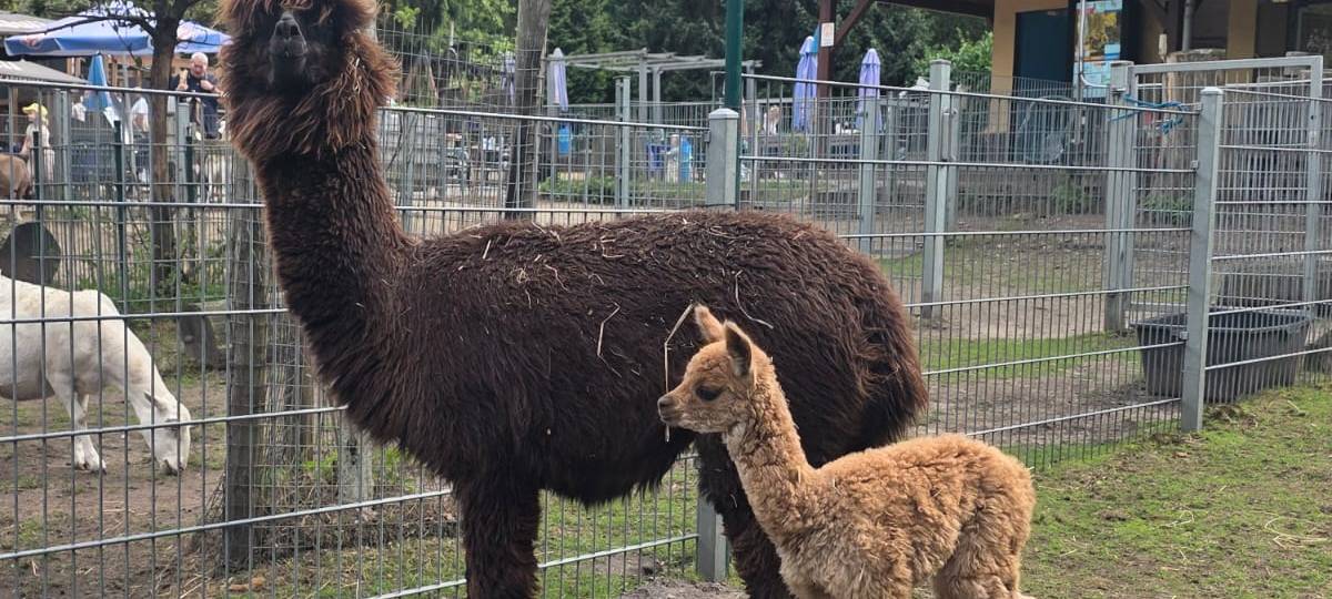 Gestatten, Lutz! Ein Alpaka-Baby im Tierpark
