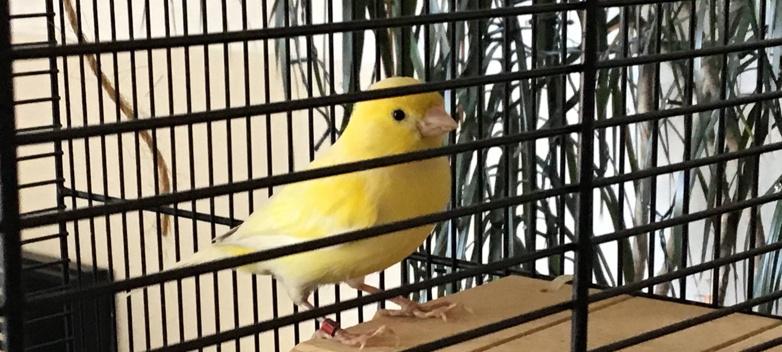 Wer vermisst seinen Vogel?