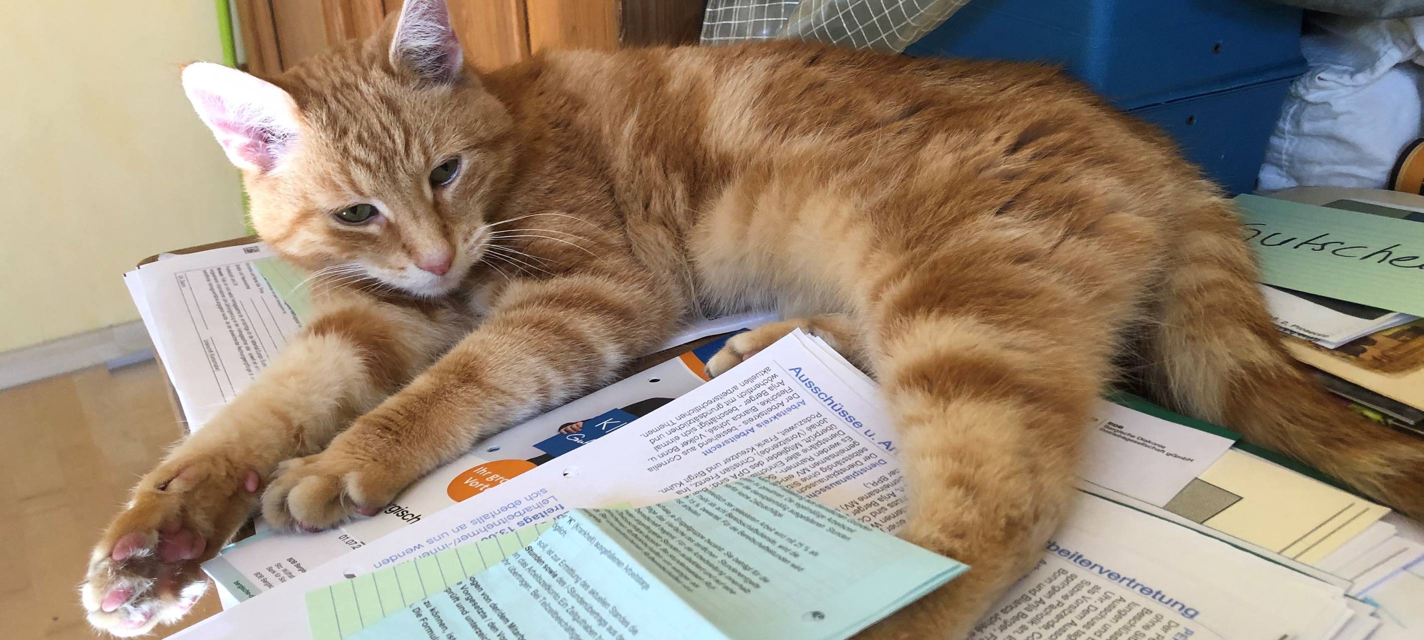 Orangener Kater in Solingen weggelaufen