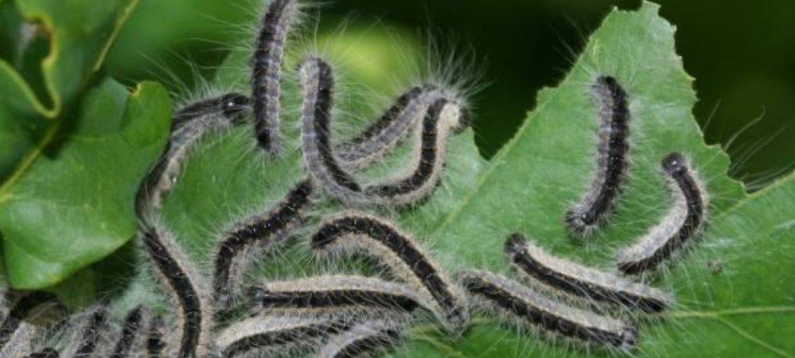 Eichenprozessionsspinner auf Spielplatz entdeckt