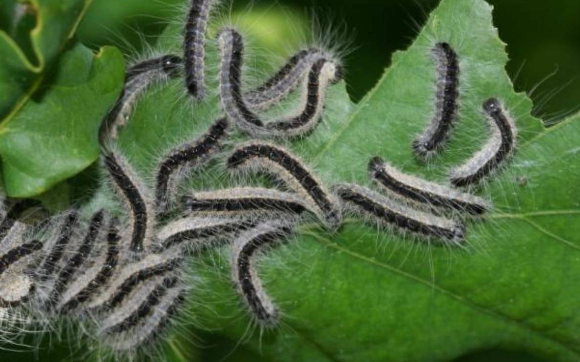 Eichenprozessionsspinner Auf Spielplatz Entdeckt Radio Rsg