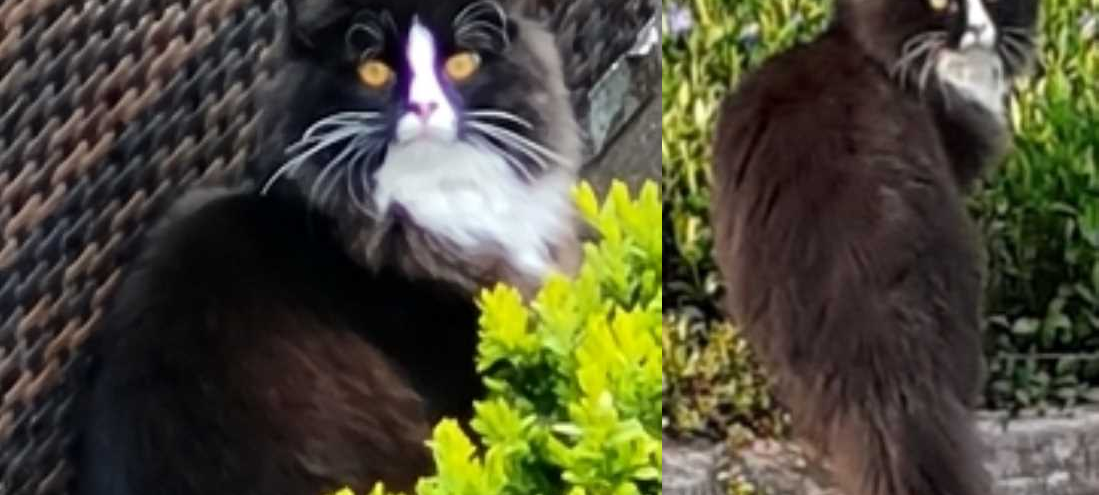 Kater Leo ist weg