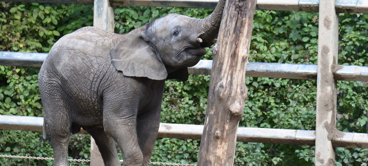 Kinder kommen kostenlos in den Wuppertaler Zoo
