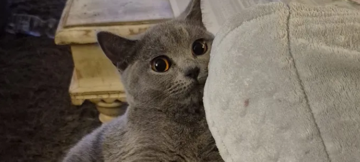 Spenden für Katze Phoebe - Klinikkosten nach Wohnungbrand