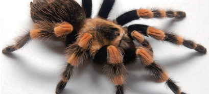 Keine neuen giftigen Haustiere mehr erlaubt