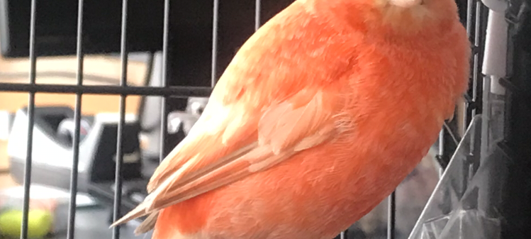 Kanarienvogel in Solingen zugeflogen